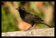  Chopi Blackbird, Pantanal, Brazil � Janet Zinn 2015
