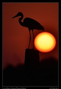  Cocoi Heron, Pantanal, Brazil � Janet Zinn 2015