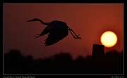  Cocoi Heron at sunset, Pantanal, Brazil � Janet Zinn 2015