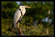  Cocoi Heron, Pantanal, Brazil � Janet Zinn 2015