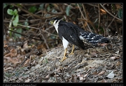  Collared Forest-Falcon, Pantanal, Brazil � Janet Zinn 2015
