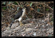  Collared Forest-Falcon, Pantanal, Brazil � Janet Zinn 2015