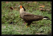 Crested Caracara, Pantanal, Brazil � Janet Zinn 2015