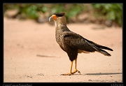  Crested Caracara, Pantanal, Brazil � Janet Zinn 2015
