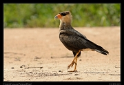  Crested Caracara, Pantanal, Brazil � Janet Zinn 2015