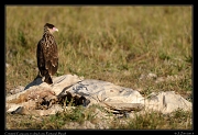  Crested Caracara on cow carcass, Pantanal, Brazil � Janet Zinn 2015