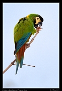  Golden-collared Macaw, Pantanal, Brazil � Janet Zinn 2015