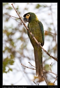  Golden-collared Macaw, Pantanal, Brazil � Janet Zinn 2015