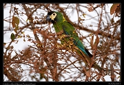  Golden-collared Macaw, Pantanal, Brazil � Janet Zinn 2015