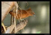  Gray-crested Cacholote, Pantanal, Brazil � Janet Zinn 2015