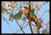  Greyish Saltator, Pantanal, Brazil � Janet Zinn 2015