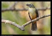  Greyish Saltator, Pantanal, Brazil � Janet Zinn 2015