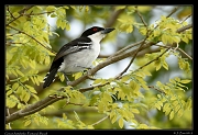  Great Antshrike, Pantanal, Brazil � Janet Zinn 2015