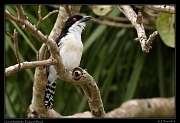  Great Antshrike, Pantanal, Brazil � Janet Zinn 2015