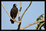  Great Black Hawk, Pantanal, Brazil � Janet Zinn 2015