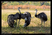  Greater Rheas, Pantanal, Brazil � Janet Zinn 2015