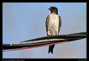  Gray-breasted Martin, Pantanal, Brazil � Janet Zinn 2015