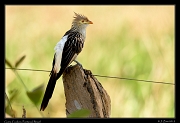  Guira Cuckoo, Pantanal, Brazil � Janet Zinn 2015