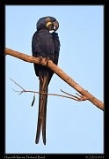  Hyacinth Macaw, Pantanal, Brazil � Janet Zinn 2015