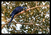  Hyacinth Macaw, Pantanal, Brazil � Janet Zinn 2015