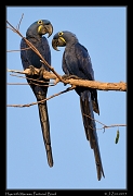  Hyacinth Macaws, Pantanal, Brazil � Janet Zinn 2015