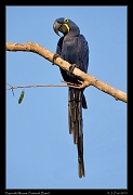  Hyacinth Macaw, Pantanal, Brazil � Janet Zinn 2015