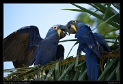 Pantanal