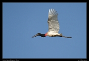  Jabiru Stork, Pantanal, Brazil � Janet Zinn 2015