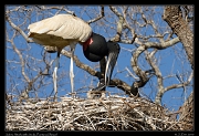  Jabiru Stork with chicks, Pantanal, Brazil � Janet Zinn 2015