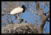  Jabiru Stork with chicks, Pantanal, Brazil � Janet Zinn 2015