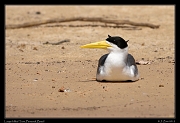  Large-billed Tern, Pantanal, Brazil � Janet Zinn 2015