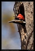  Linneated Woodpecker in nest hole, Pantanal, Brazil � Janet Zinn 2015
