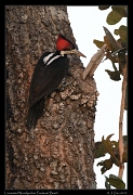  Linneated Woodpecker, Pantanal, Brazil � Janet Zinn 2015