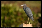  Little Blue Heron, Pantanal, Brazil � Janet Zinn 2015