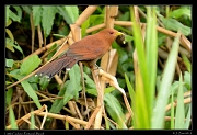  Little Cuckoo, Pantanal, Brazil � Janet Zinn 2015