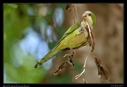  Monk Parakeet, Pantanal, Brazil � Janet Zinn 2015