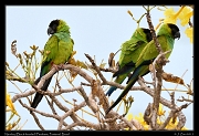  Nanday Parakeets, Pantanal, Brazil � Janet Zinn 2015