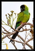  Nanday Parakeet, Pantanal, Brazil � Janet Zinn 2015