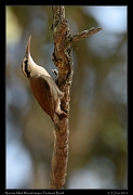 narrow_billed_woodcreeper_6648a