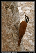 narrow_billed_woodcreeper_7348a