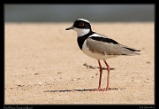  Pied Plover, Pantanal, Brazil � Janet Zinn 2015