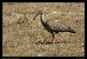  Plumbeous Ibis, Pantanal, Brazil � Janet Zinn 2015