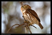  Ferruginous Pygmy Owl, Pantanal, Brazil � Janet Zinn 2015