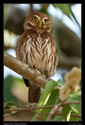  Ferruginous Pygmy Owl, Pantanal, Brazil � Janet Zinn 2015
