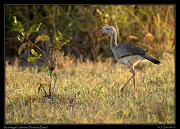  Red-legged Seriema, Pantanal, Brazil � Janet Zinn 2015