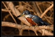  Ringed Kingfisher, Pantanal, Brazil � Janet Zinn 2015