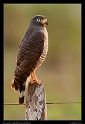  Roadside Hawk, Pantanal, Brazil � Janet Zinn 2015