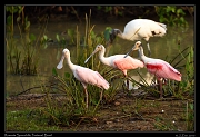  Roseate Spoonbills, Pantanal, Brazil � Janet Zinn 2015