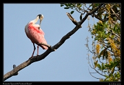  Roseate Spoonbill, Pantanal, Brazil � Janet Zinn 2015