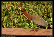 Rufescent Tiger-heron, Pantanal, Brazil � Janet Zinn 2015
